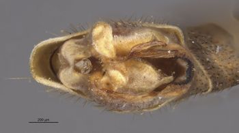 Media type: image;   Entomology 10294 Aspect: genitalia
